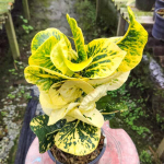 Кротон PHAEN DIN THONG