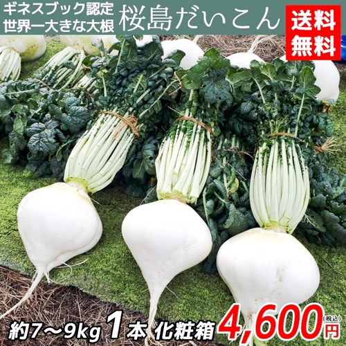 Редис Гигантский Японский Сакурадзима - Sakurajima Radish - 桜 島 大 根