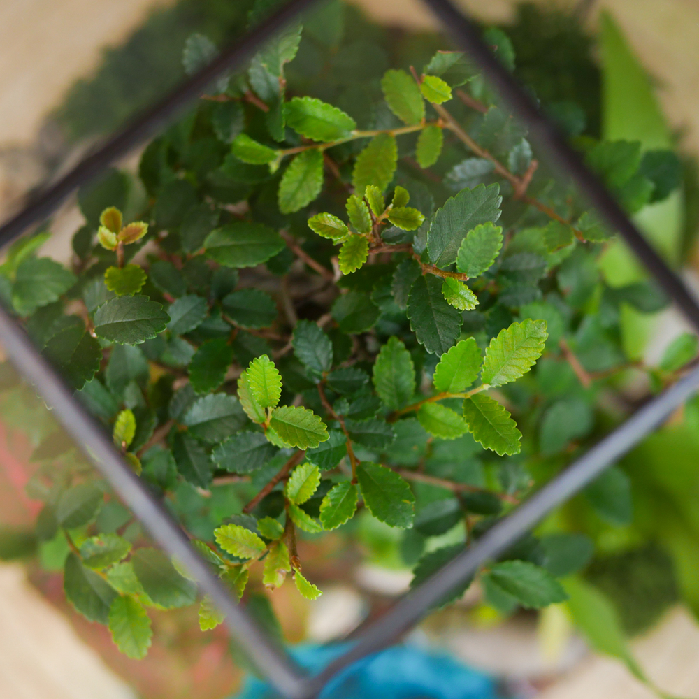 Готовый флорариум бонсай Японский вяз Бонсариум с озером