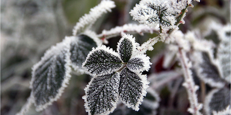 Как укрыть ежевику на зиму