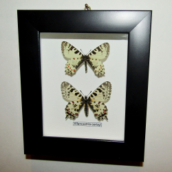 Бабочка Allancastria пара в рамке