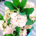 Эуфорбия Миля JAREN LAB