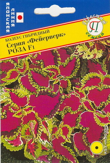 Колеус Фейерверк Роза Престиж