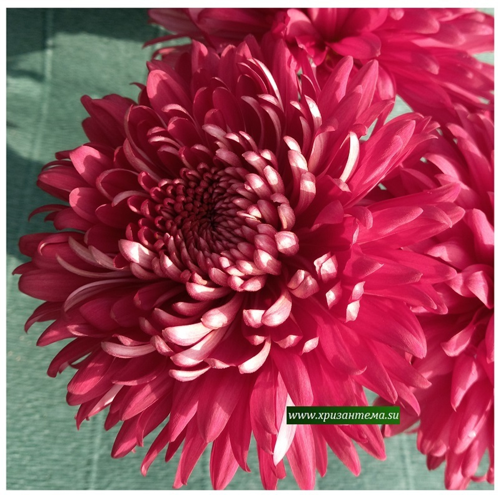 Хризантема крупноцветковая Misty Red/ан 26 отгрузка май 26г/