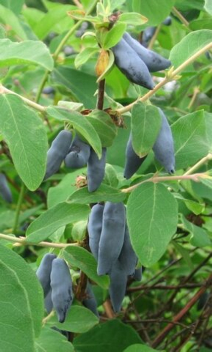 Жимолость Сильгинка (ОКС)