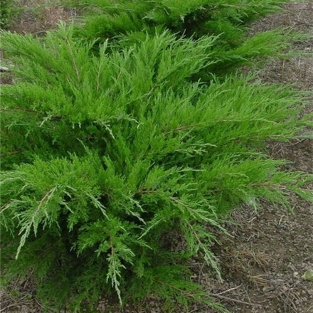 Можжевельник средний Минт Джулеп С5 40-60