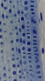 Микроскоп Bresser Erudit Basic Bino 40x-400x