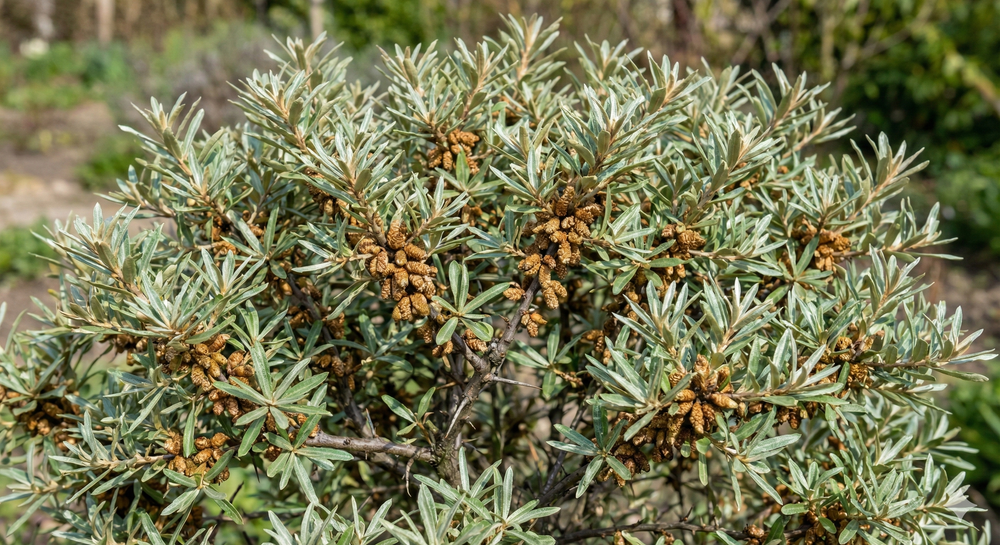 Облепиха мужская "Гном" ЗКС