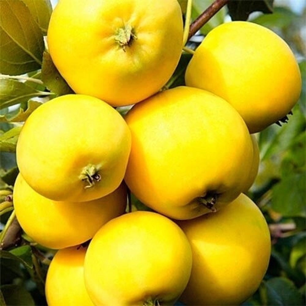 Яблоня Уральское Наливное (Осенний)