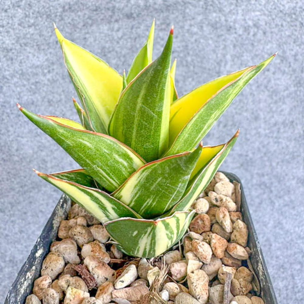 Сансевиерия TOWER VAR