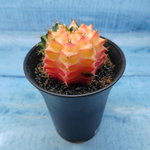 Gymnocalycium Variegata (Гимнокалициум Вариегатный)
