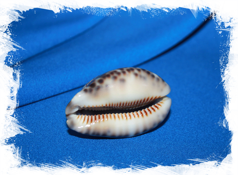 Ципрея хистрио (Mauritia histrio)