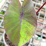 Колоказия BUSHIDO