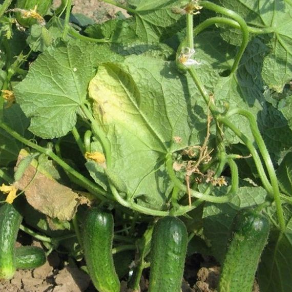 ПЛАТИНА F1 семена огурца Nunhems отзывы