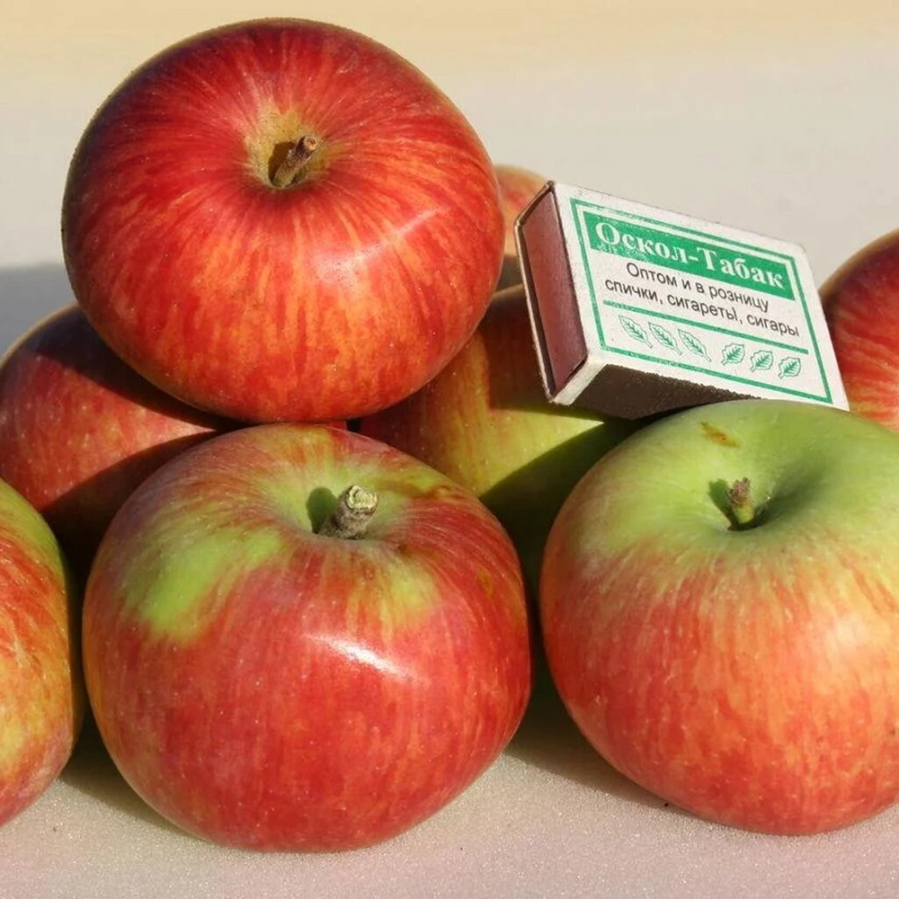 Яблоня Память Семакину