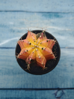 Gymnocalycium Variegata (Гимнокалициум Вариегатный)