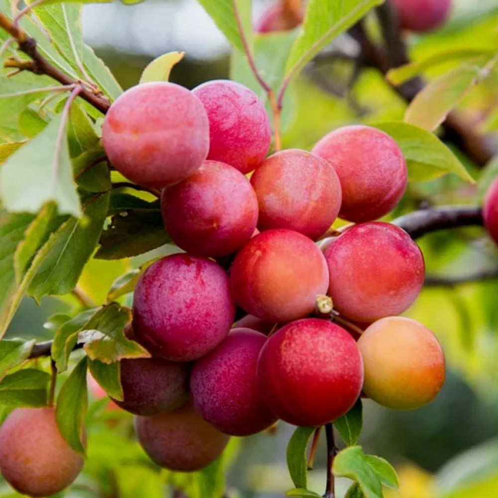 Алыча Принцесса