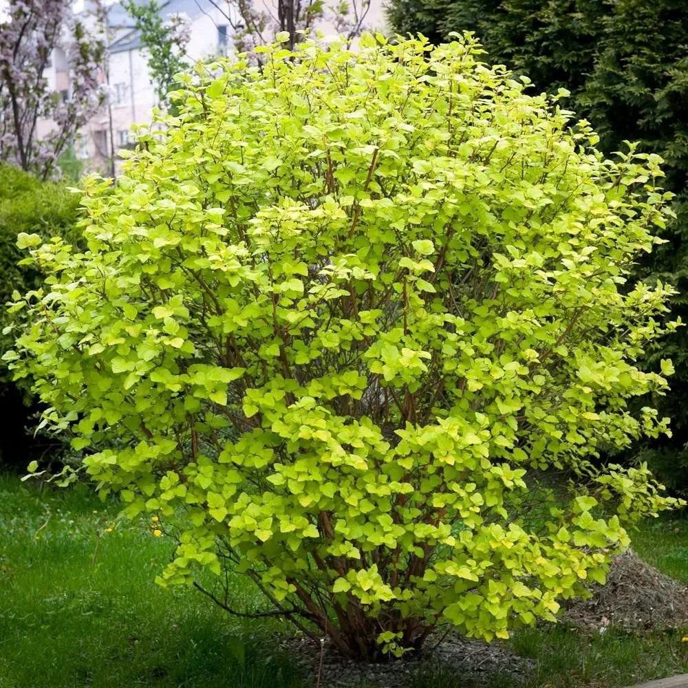 Пузыреплодник "ЛЮТЕУС"