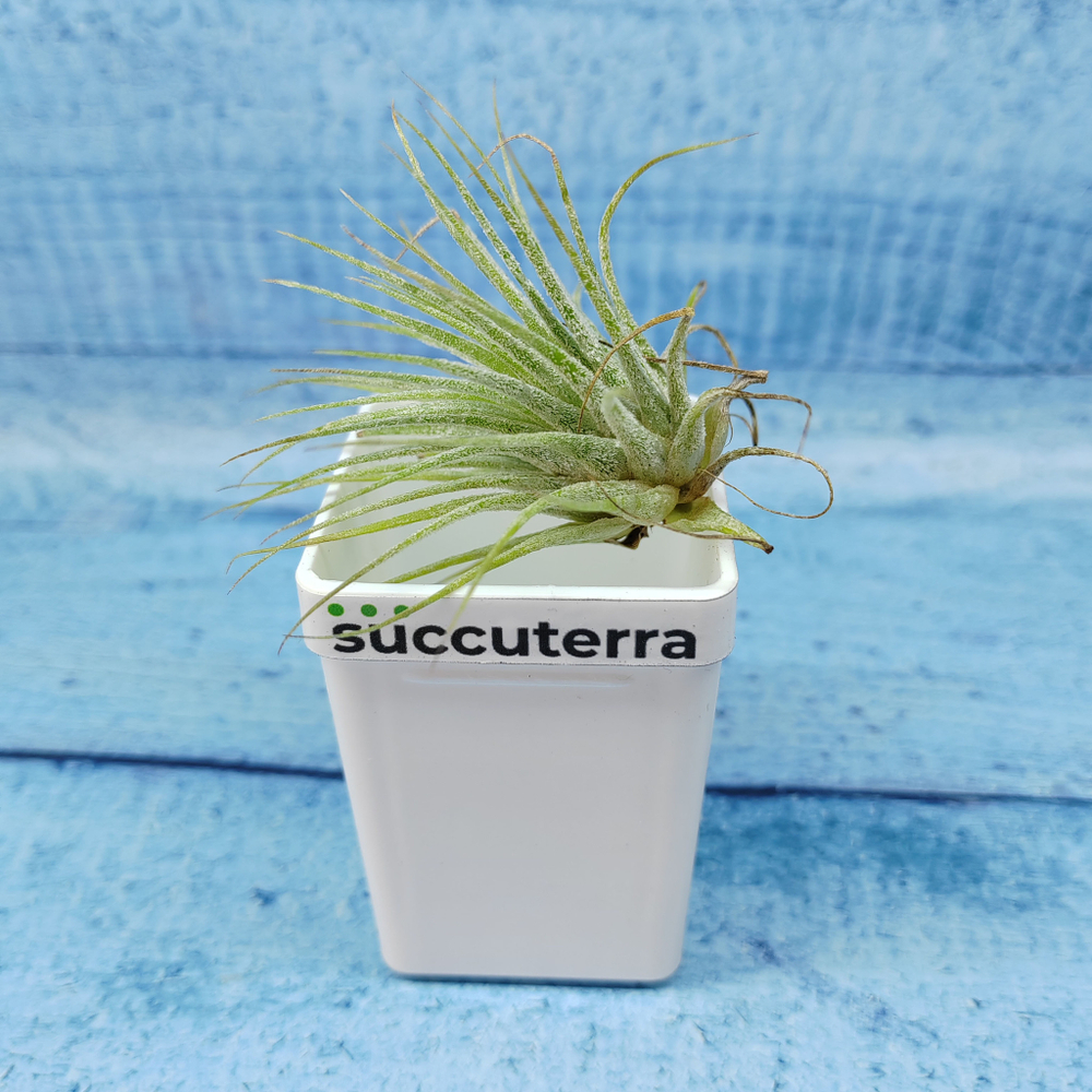 Tillandsia Ionantha Silver (Тилландсия)