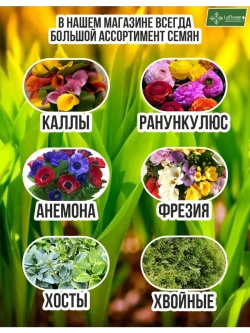 Луковичный цветок калла, 2 шт. Голландия