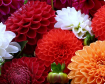 Луковичные весенней посадки