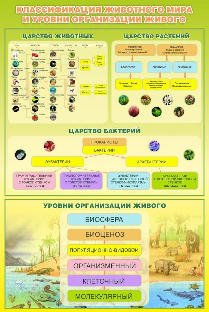 Стенд &quot;Классификация животного мира&quot;