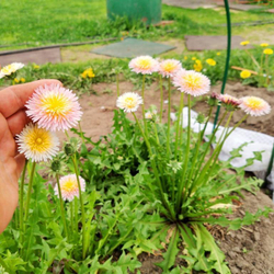 РОЗОВЫЙ Одуванчик - Taraxacum pseudoroseum