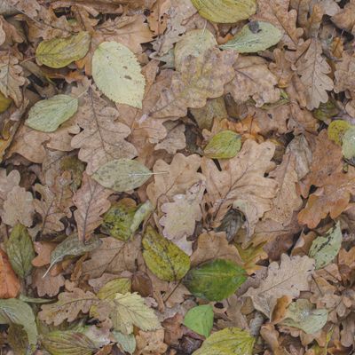 Реалистичный бесшовный осенний камуфляж 3