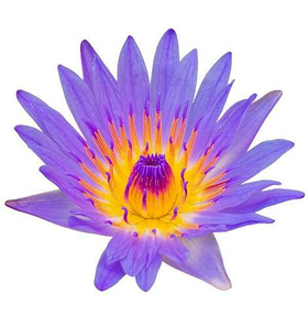 dōTERRA Touch Голубой лотос, Blue Lotus, роллер 10 мл