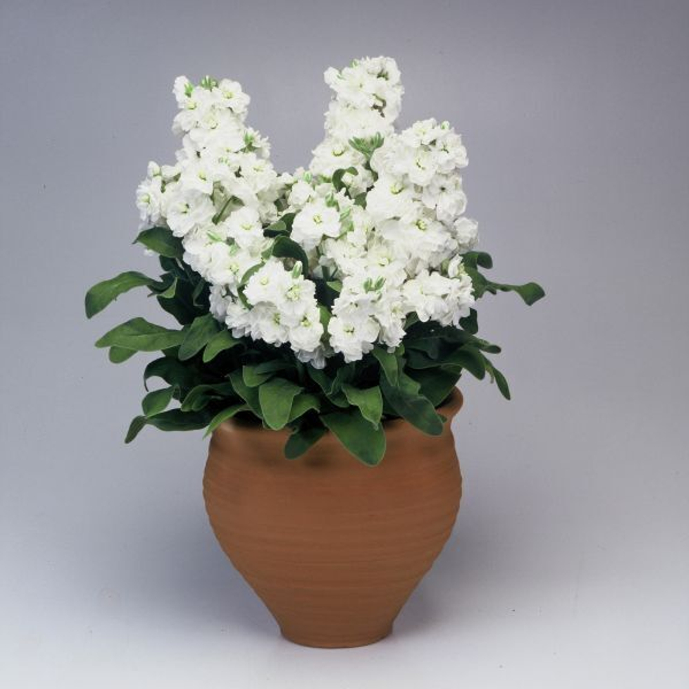 Маттиола Синдерелла Белая10шт Мировые Семена VITA GREEN