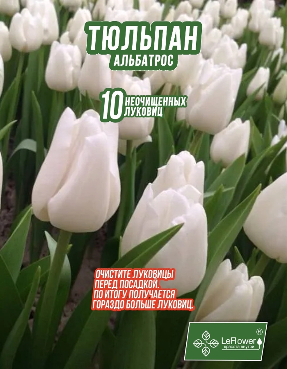 Тюльпан альбатрос 10 луковиц, Голландия