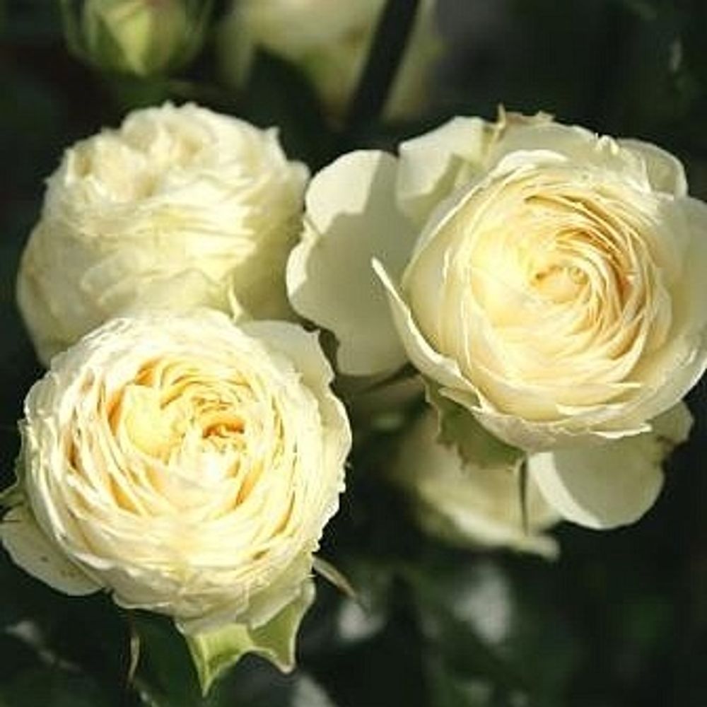 Роза чайно-гибридная Лимон Рококо