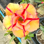 Адениум обесум SOM TERM SAB