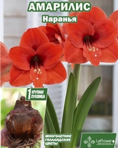 Амарилис