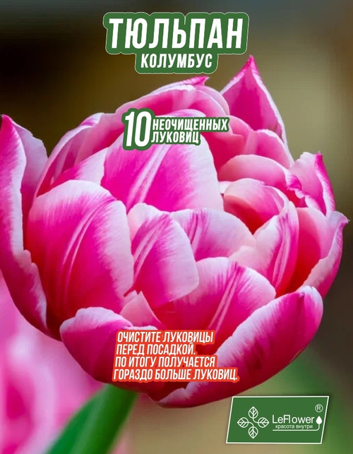Тюльпан Луковица, Колумбус, 10шт