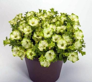 32222 Петуния RAY PISTACHIO CREAM (ВЕСНА 2025)