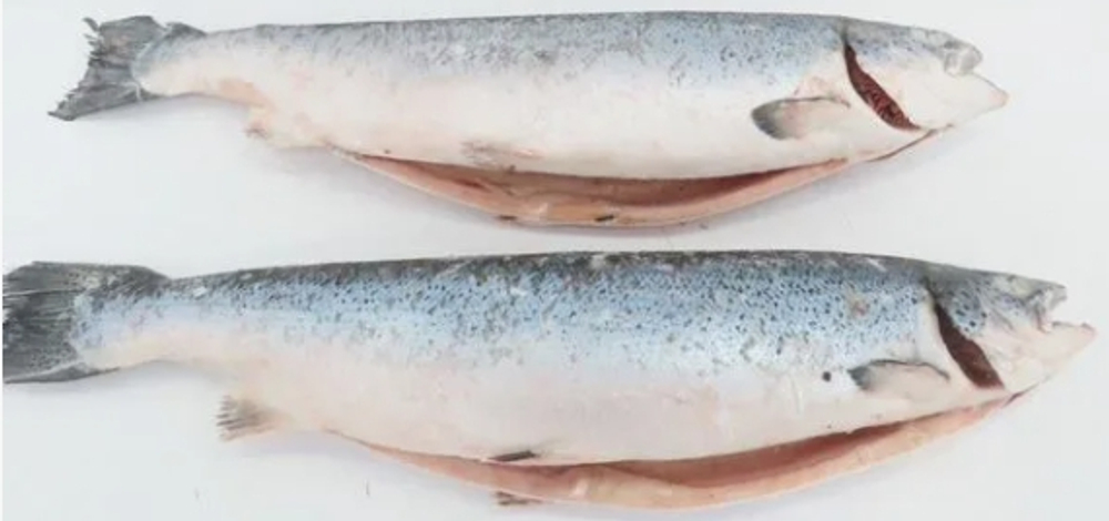 Семга 4-5кг, Чили, Premium