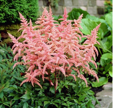 Астильба Брессингэм Бьюти