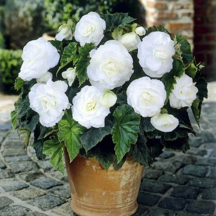 Бегония махровая Дабл Уайт крупноцветковая