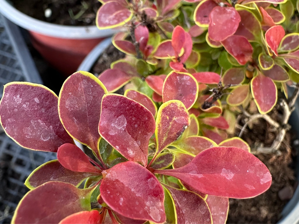 Барбарис Atropurpurea Nana Р12