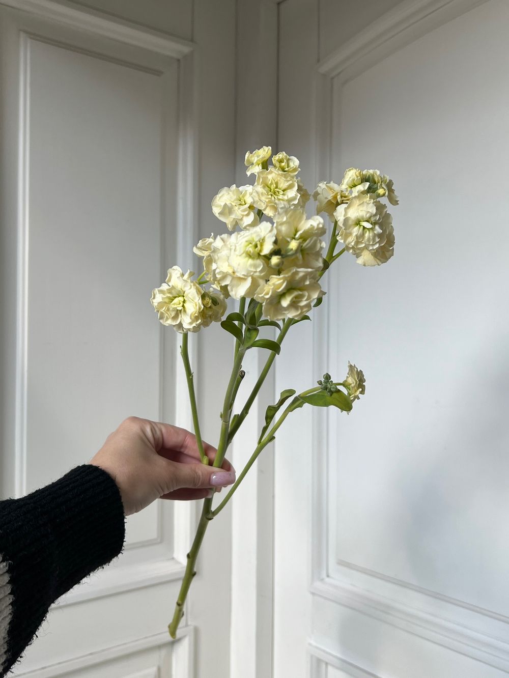 Маттиола кустовая в желтом оттенке