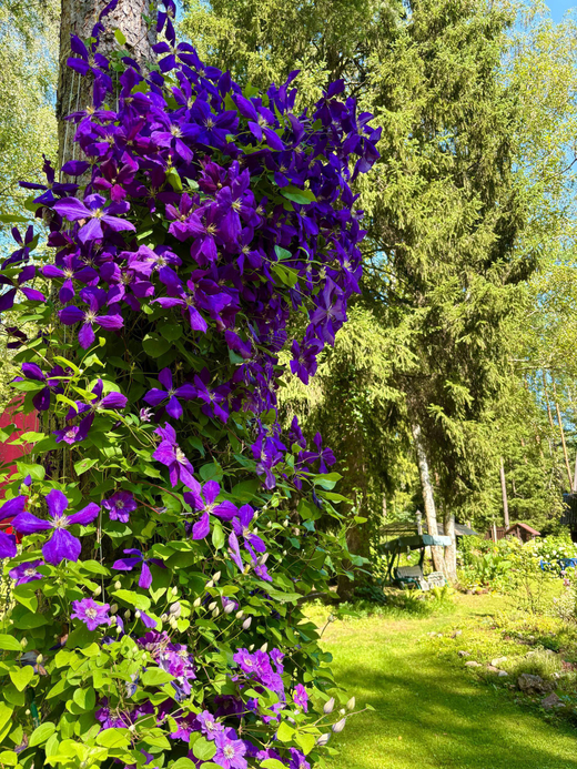 Клематис гибридный Джекмана Закупка М33 апрель 2026