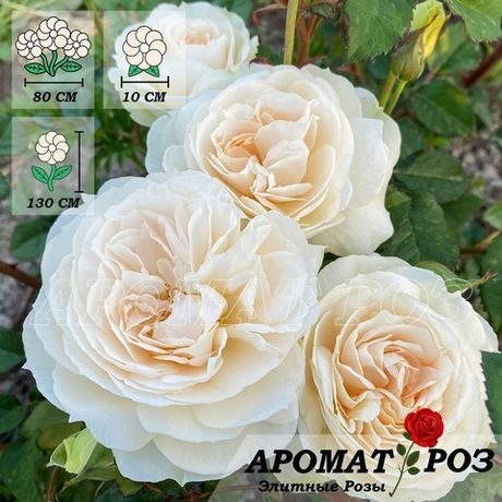 Пьюрити (Purity)