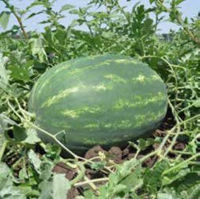 Васко F1 семена арбуза (Hazera / Хазера)