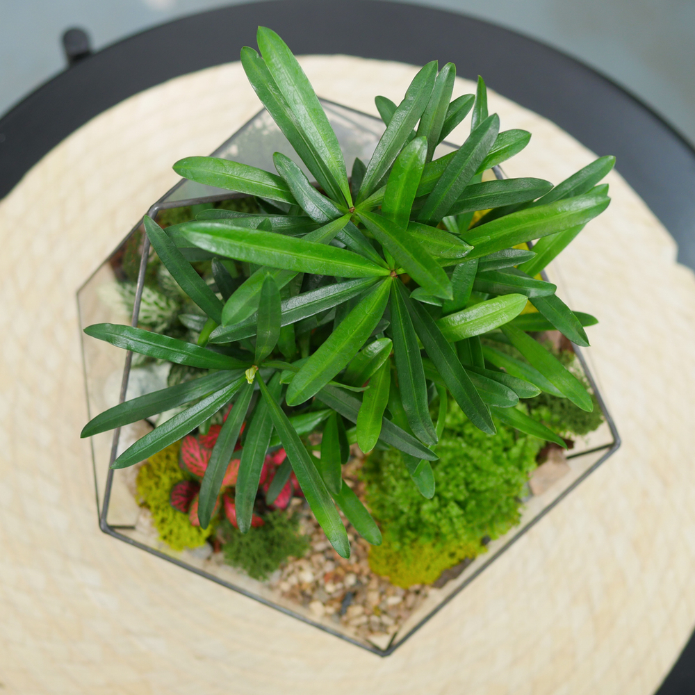 Готовый флорариум Роща подокарпусов Икос