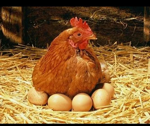 Комбикорм для кур несушек полнорационный 5 кг