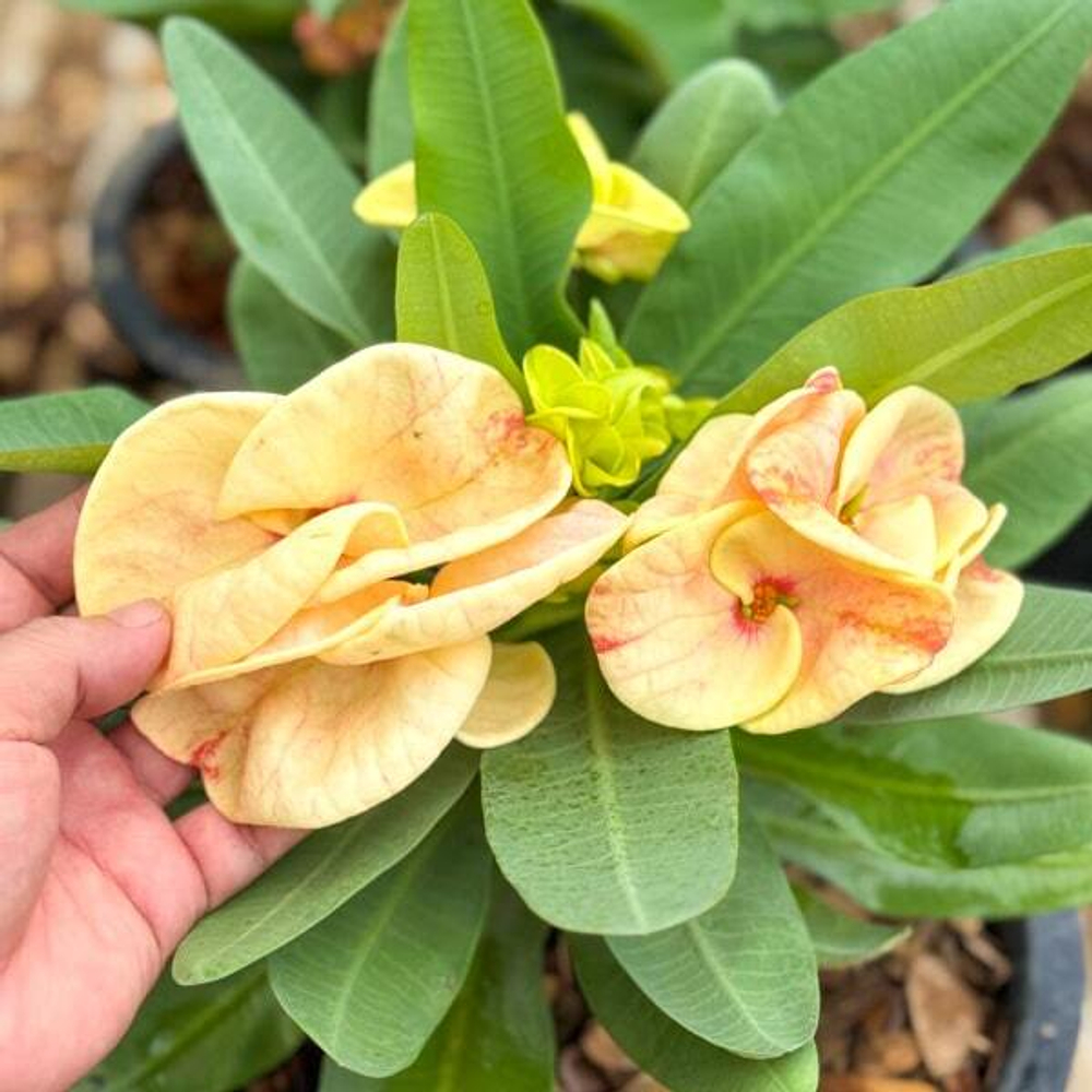 Эуфорбия Миля TIGER