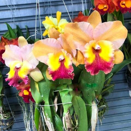 Орхидея ринкаттлеанте RTH. SIAM SKYLINE COFFEE PRINCE