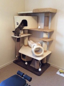 Комплекс для кошки К-329