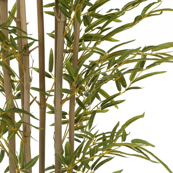 Бамбук высота 210 см, кустистый